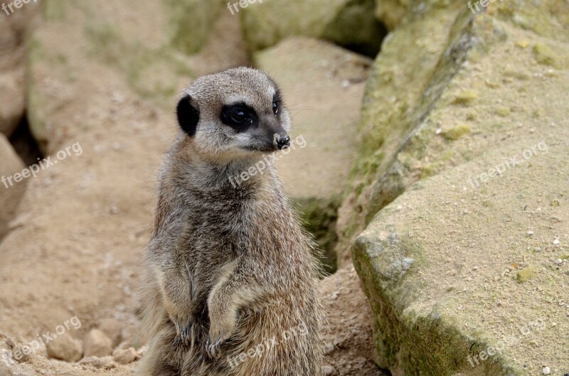 Meerkat Animal Wild Wildlife Nature