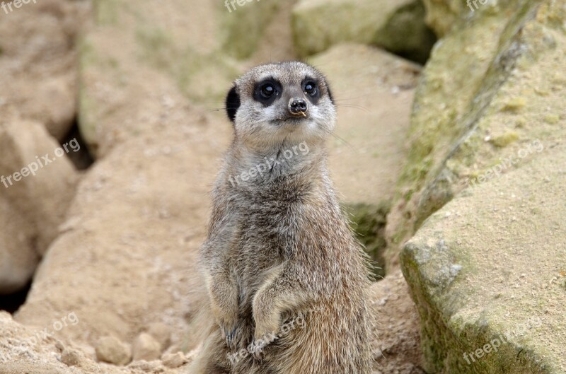 Meerkat Animal Wild Wildlife Nature