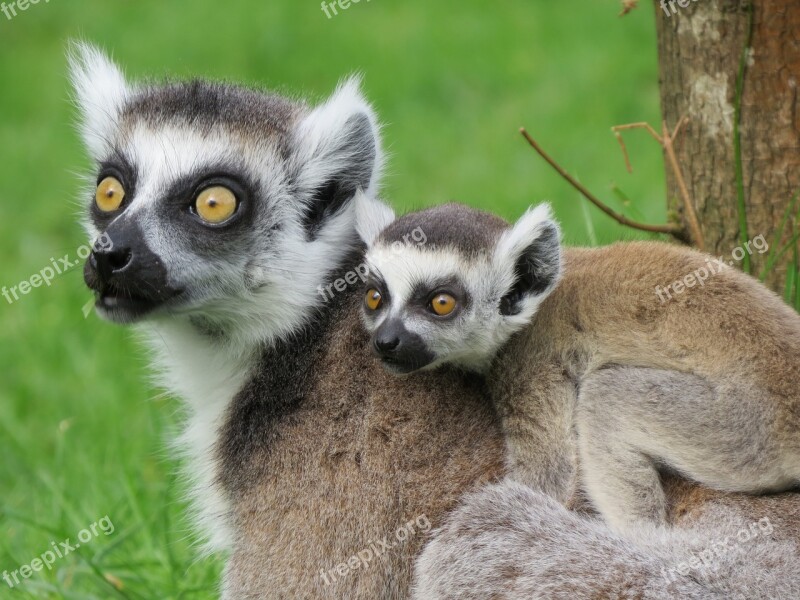 Lemur Mother Ring Tailed Lemur Baby Animal World