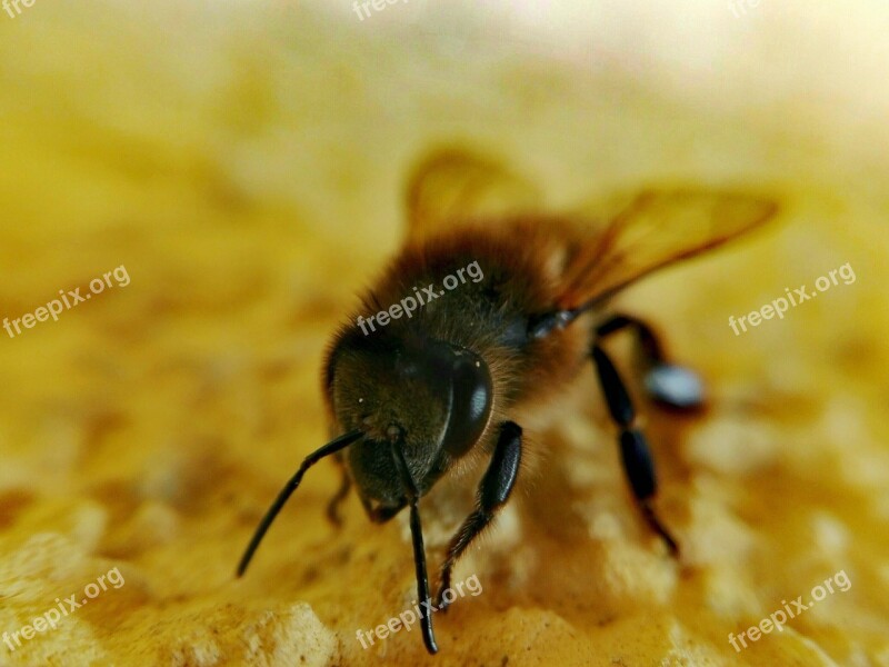 Insect Bee Honey Nature Macro