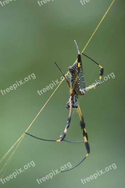 Spider Green Insects Nature Spider Webs