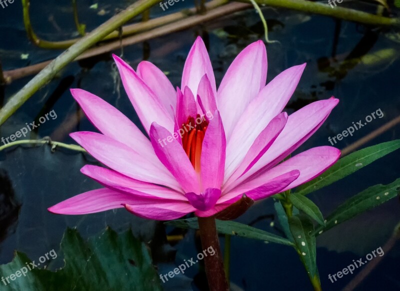 Romance Flora Lotus Beautiful Bloom