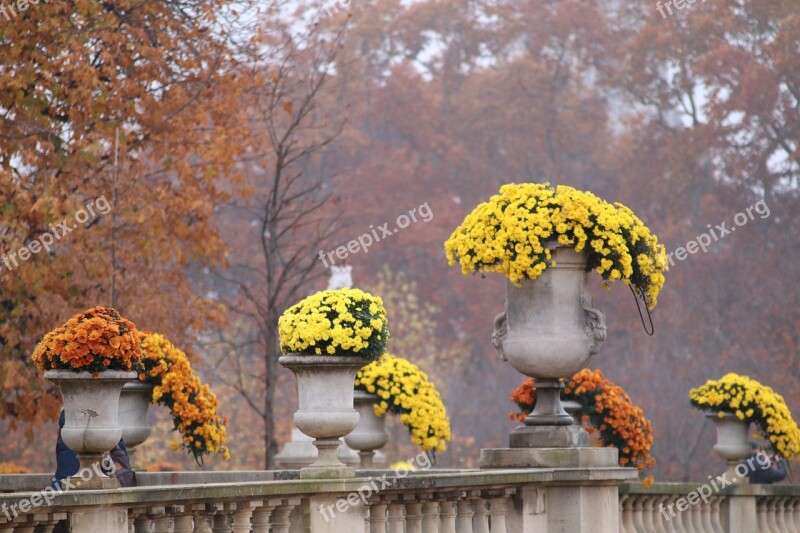 Mums Flower Pots Stone Plants Beauty Flowers