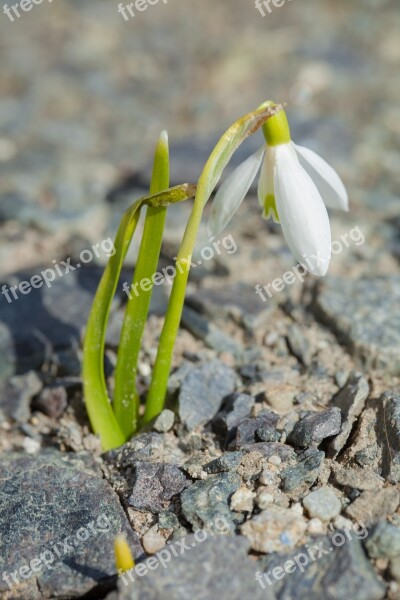 Thank You Stone Flower Nature Background