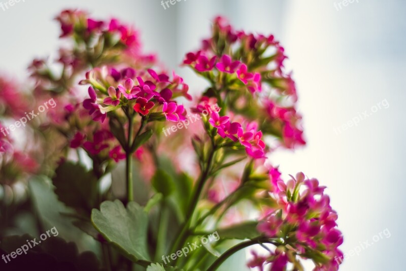 Pink Kalanchoe Flower Blooming Free Photos