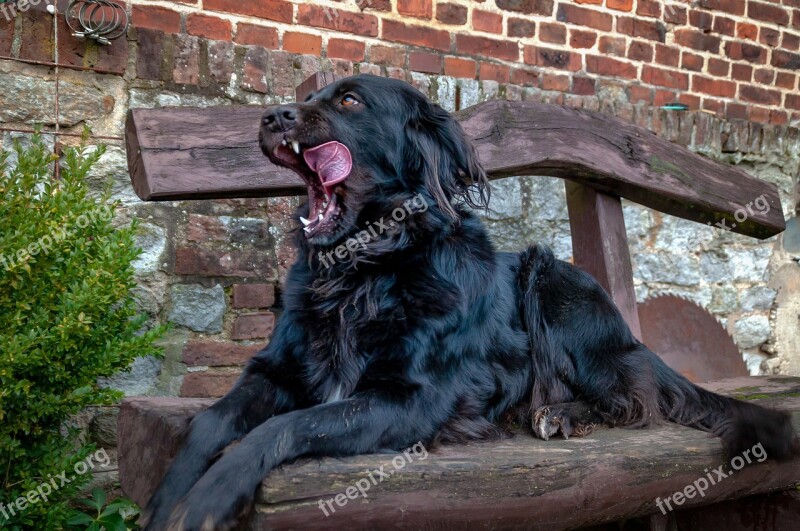 Dog Tongue Black Bench Animal