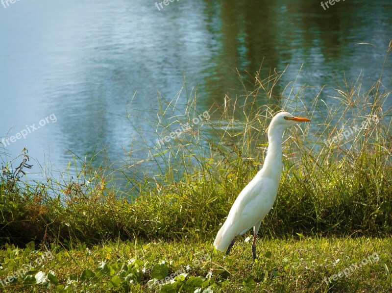 Egret Bird Waters Swamp Marsh