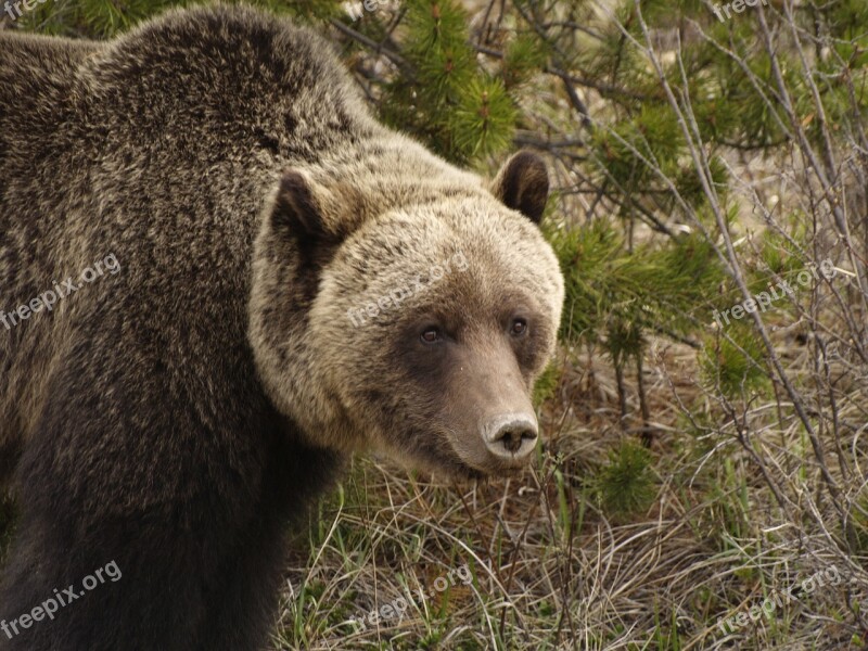 Grizzly Wild Bear Predator Foraging