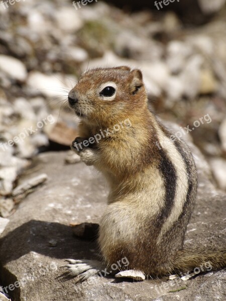 Chipmunk Cute Furry Animal Wild