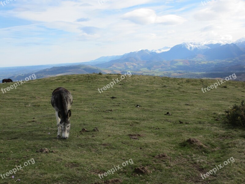 Donkey Prairie Pyrenees Mountain Free Photos