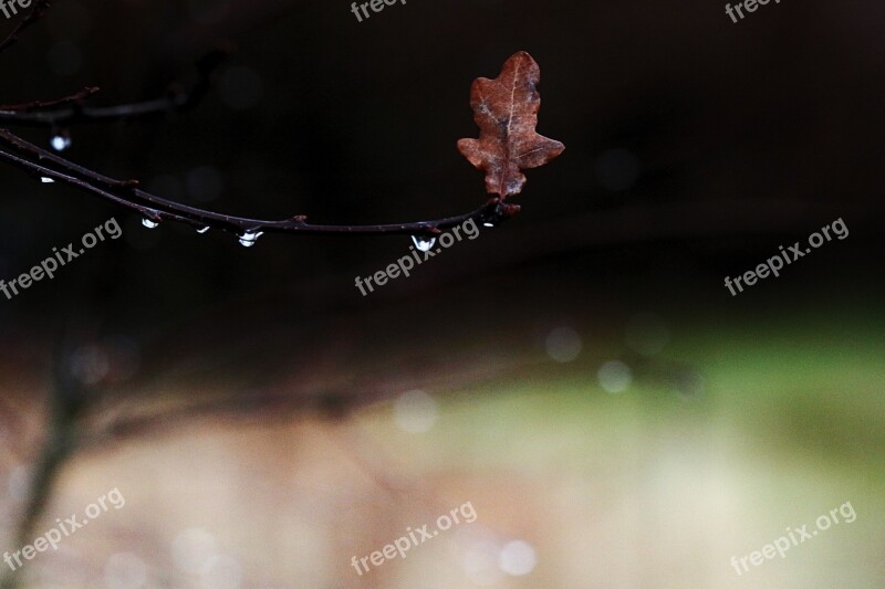 Water Drops Leaves Branch Droplets Nature