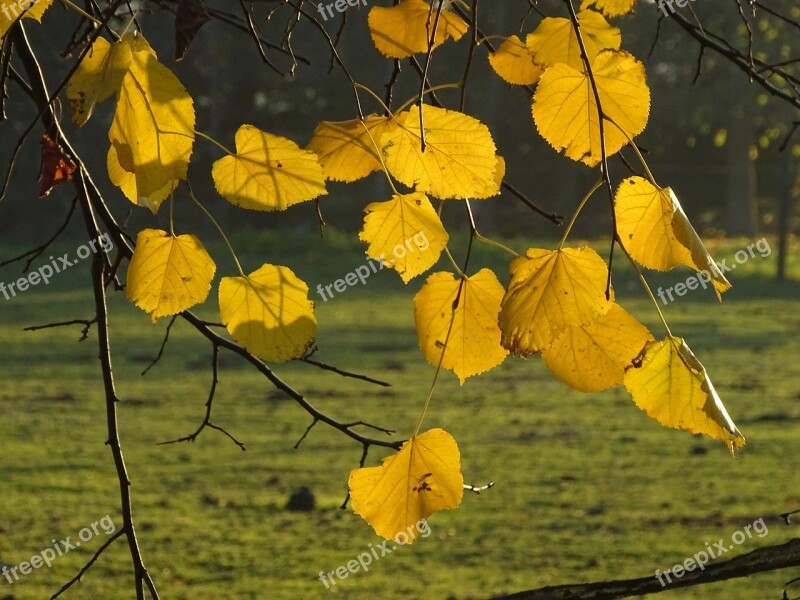 Linden Leaves Branch Light Nature