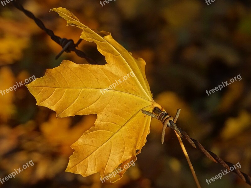 Leaf Barbed Hooked Nature Fall