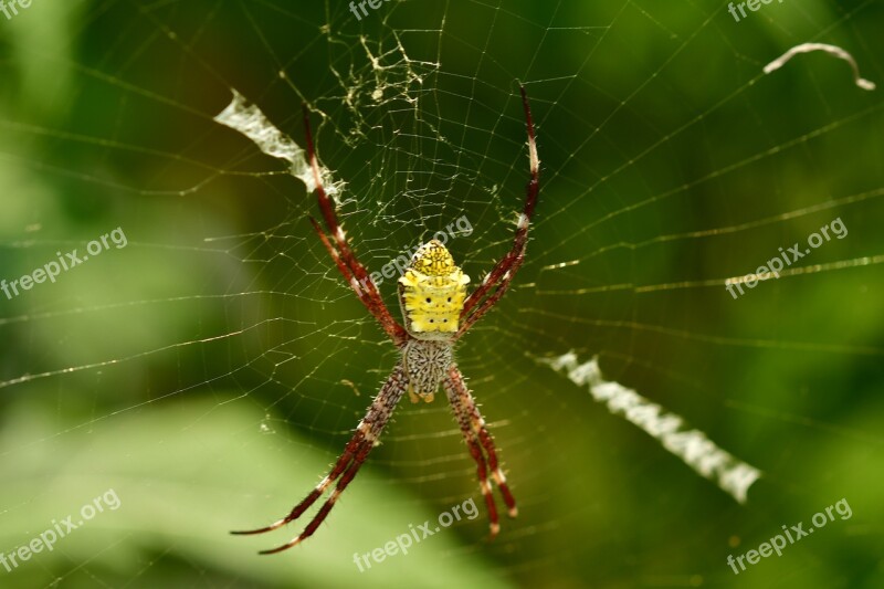 Spider Arachnid Web Legs Arachnophobia