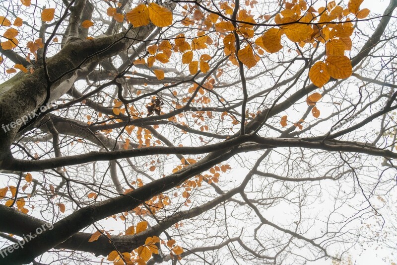 Forest Tree The Fog Autumn Foliage