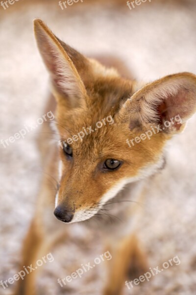 Fox Animals Wildlife Nature Mammal