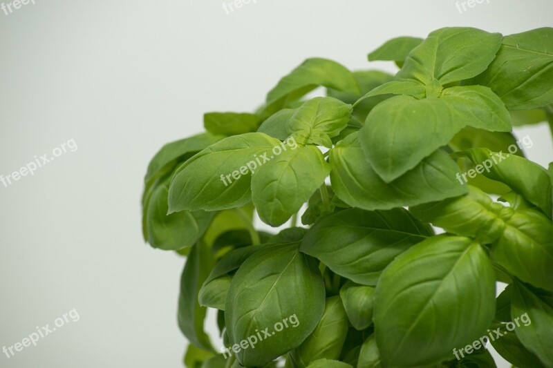 Basil Green Food Healthy Fresh