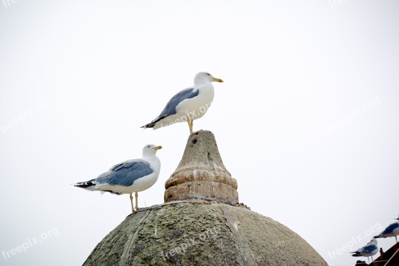 Seagull Yellow-legged Gull Bird Animal Nature