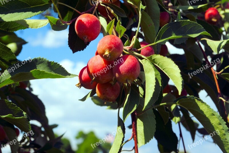 Colorado Crabapple Crabapple Tree Nature Fruit