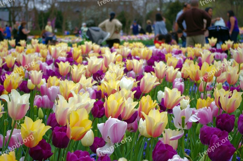 A Profusion Of Tulips Tulips Dallas Texas Botanical