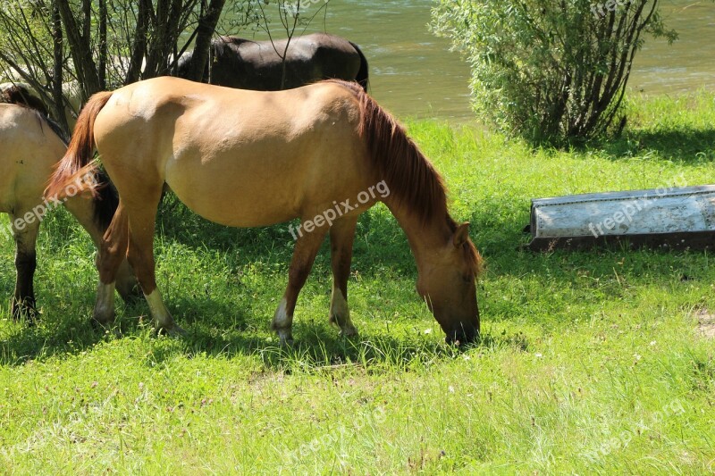 Altai Mountain Cebsan Horse Biya Beach