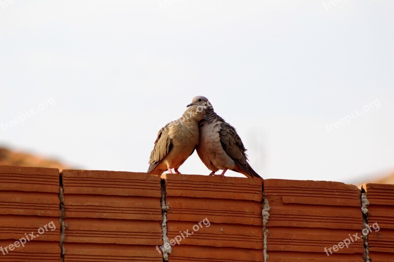 Pigeons Casal Love Nature Birds