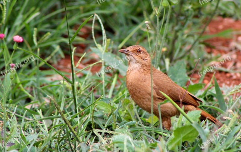 John Clay Bird Nature Birdie Looking