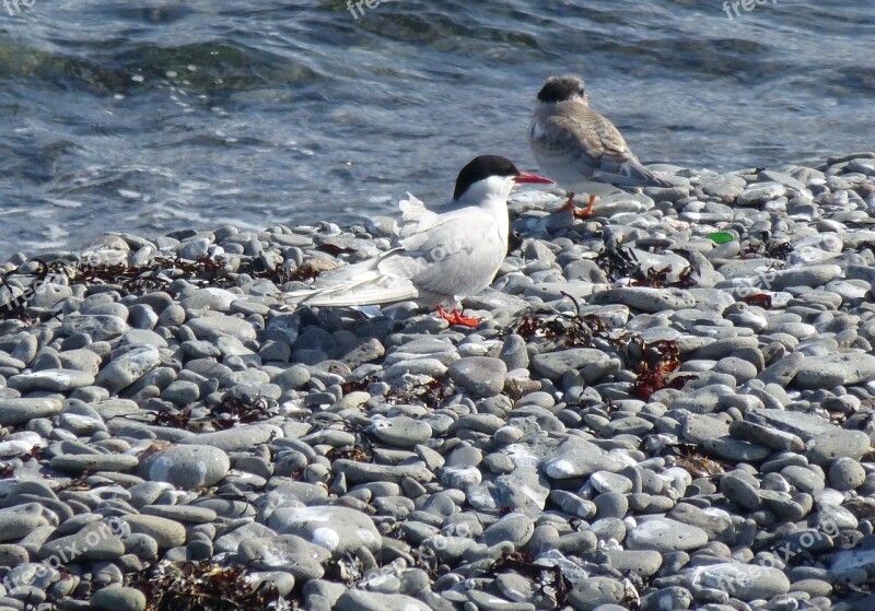 Bird Arctic Tern Chick Beach Sea