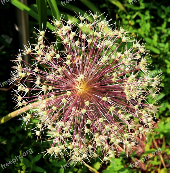 Allium Overblown Seed Box Plant Nature