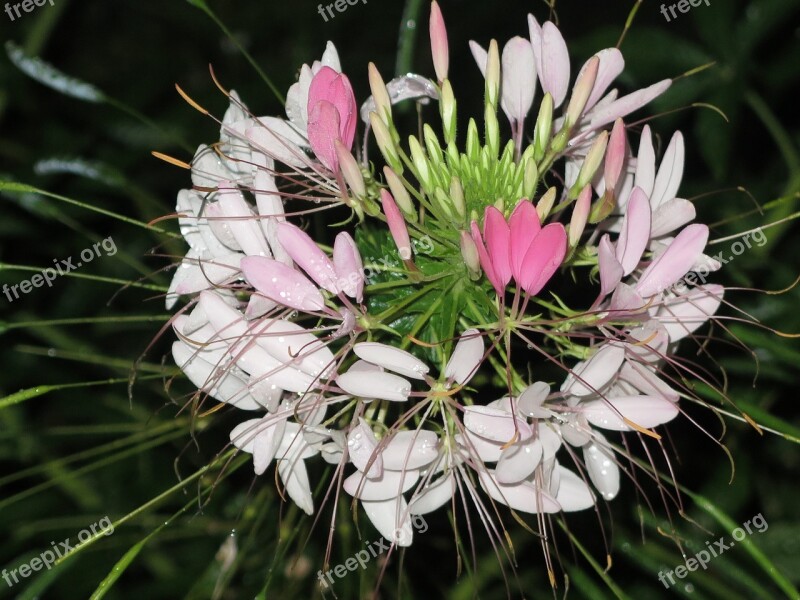 Flower Pink Night Nature Blossom