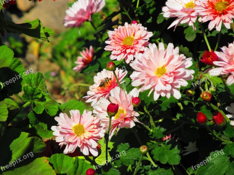 Flower Roses Rose Plant Pink