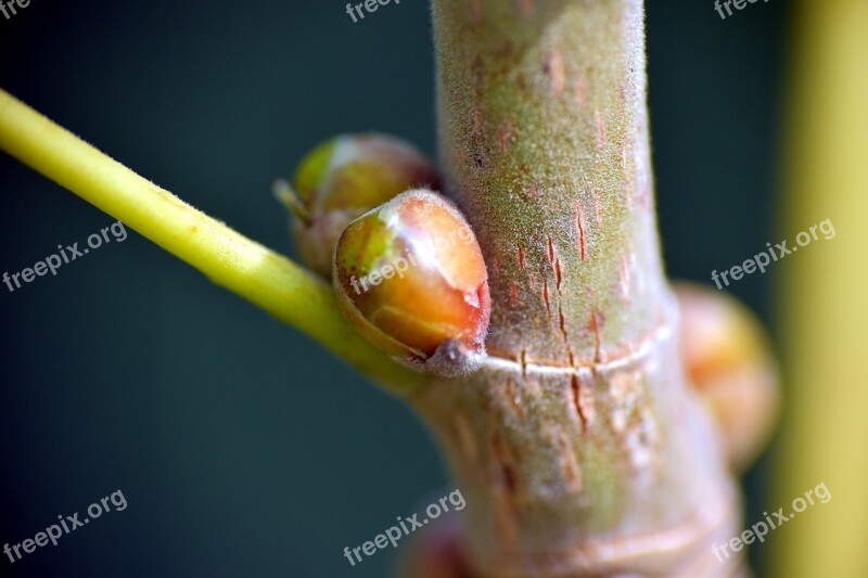 Ficus Religiosa Peepal Bud Nature Free Photos