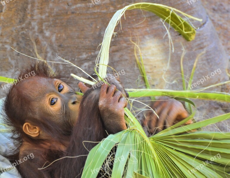 Orangutan Ape Mammal Monkey Primate