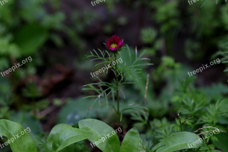 Flower Garnet-red Plant Supplies Nature