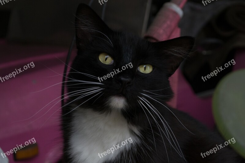 Cat Feline Pet Black Cat Domestic