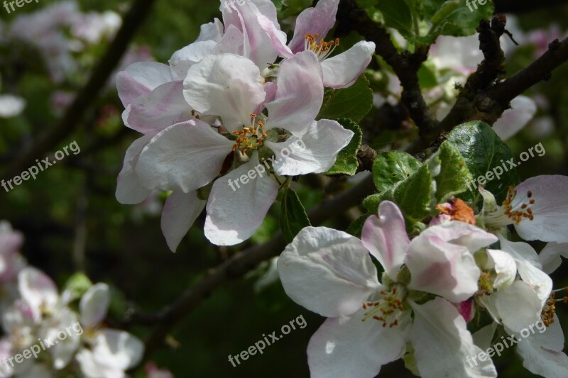 Apple Tree Blossom Bloom Fruit Tree Close Up