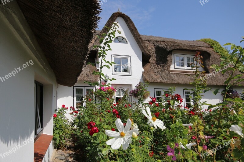 Amrum Thatched Cottage Thatched Roof Garden Flowers