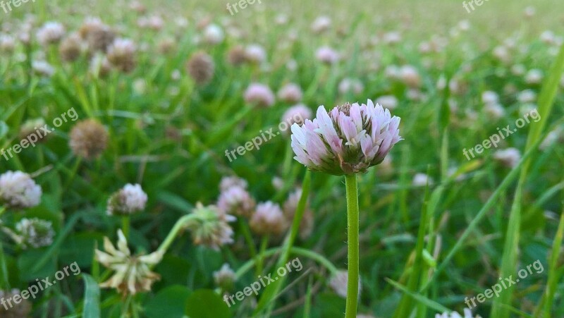 Clover Flower Summer Nature Bloom