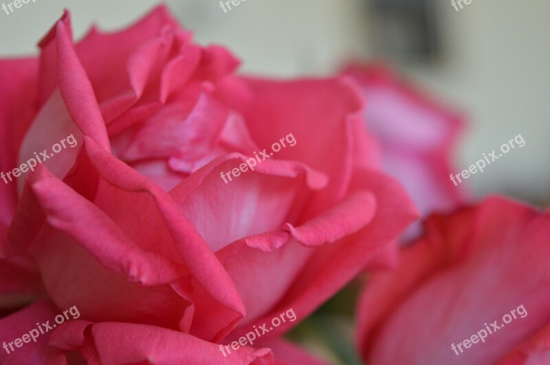 Rose Flower Pink Pink Flower Romantic