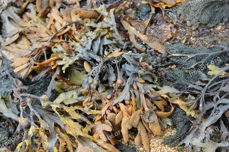 Seaweed Seaside Rock Pool Sea