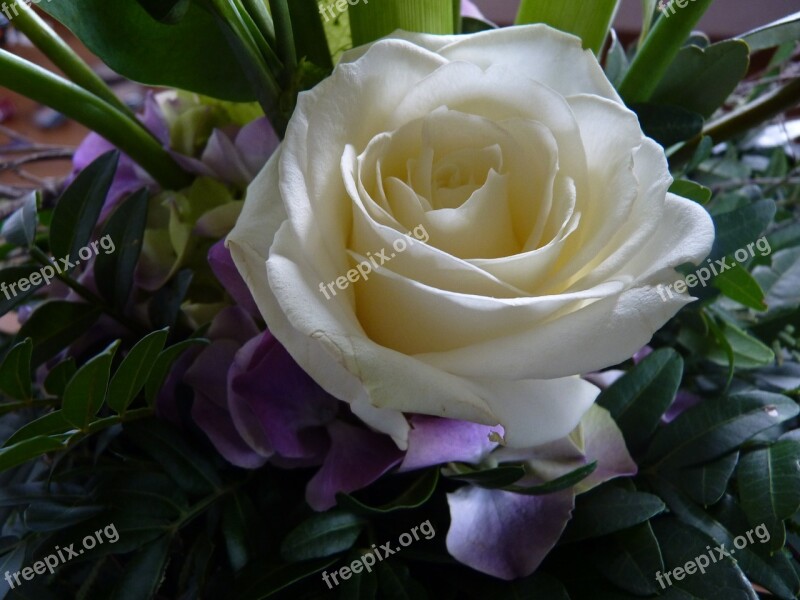 White Rose Blossom Bloom Romantic