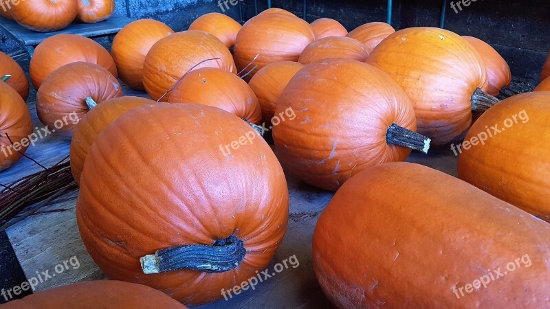 Pumpkin Halloween Veg Garden Free Photos