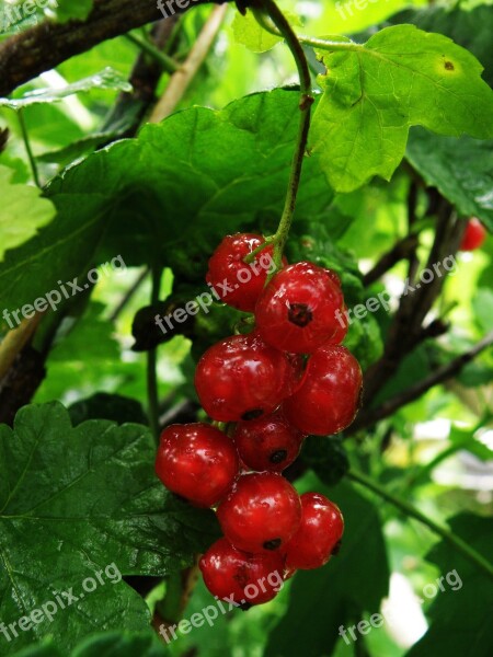 Currant Berry Red Ripe Fresh