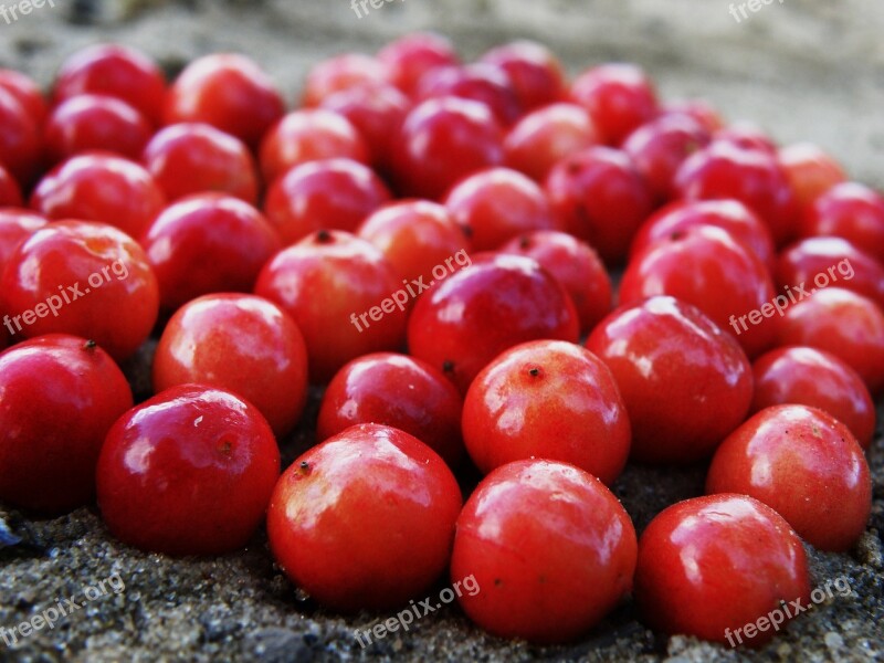 Berry Cranberries Red Fresh Delicious