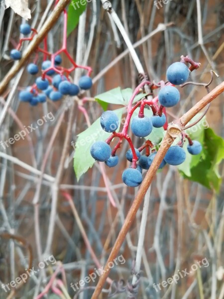 Wild Grapes Autumn Fruit Garden Free Photos