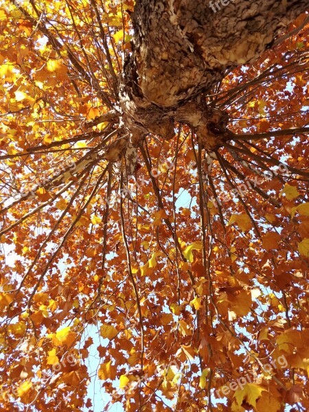 In Autumn Wood Autumn Leaves Leaves Free Photos