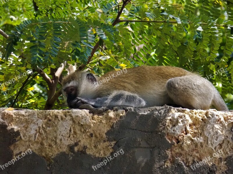 Monkey African Monkey Animal Free Photos