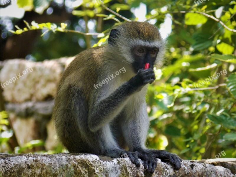 Monkey African Monkey Animal Free Photos