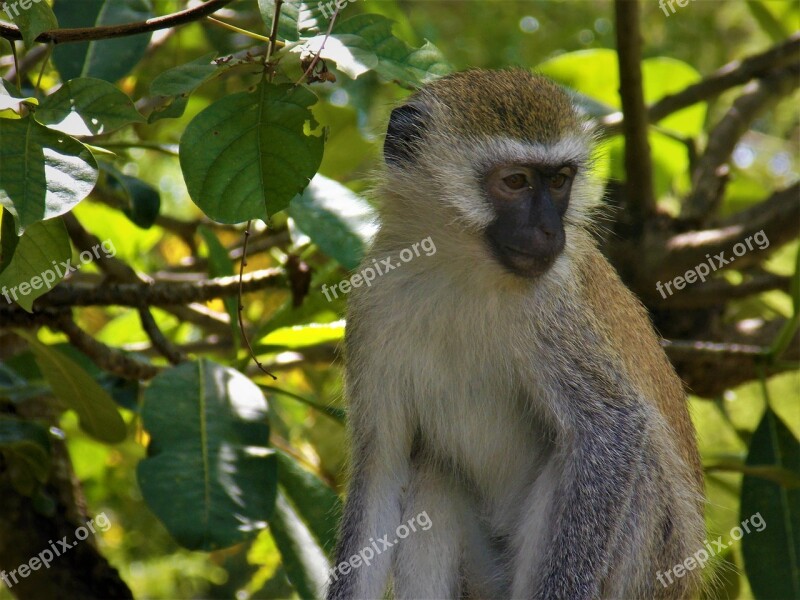 Monkey African Monkey Animal Free Photos