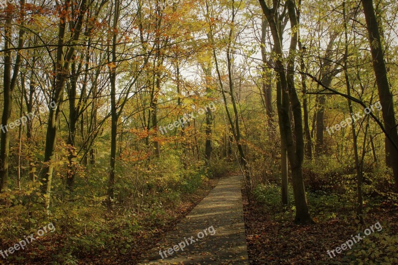 Leaves Autumn Mood Fall Colors Fall Foliage